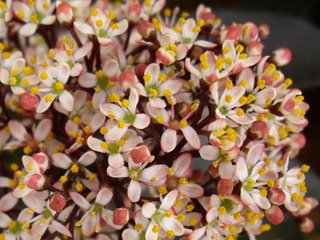 [skimmia+japonica+rubella+(2).jpg]