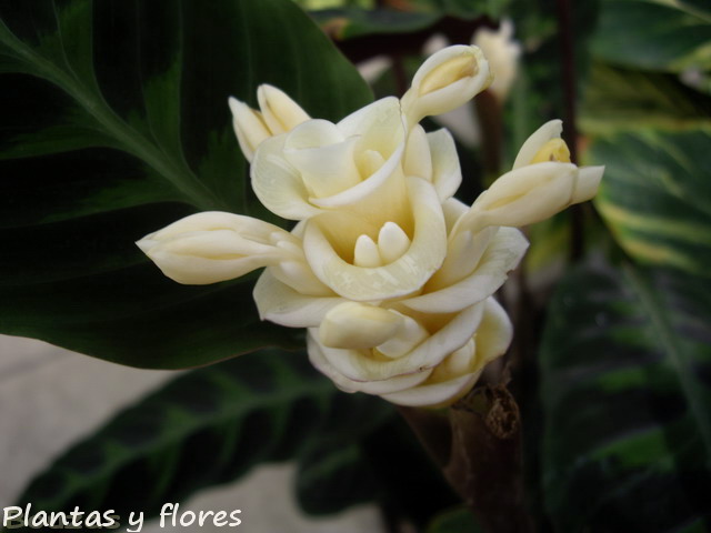[Calathea+warscewiczii++Flor.jpg]