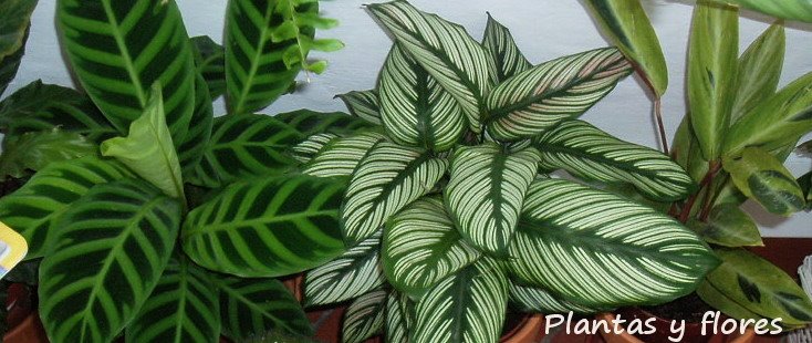 [Marantas+y+calatheas.jpg]