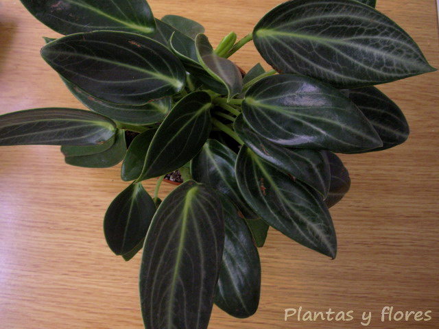 [Peperomia+Smaragd.jpg]