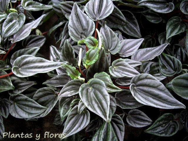 [Peperomia+marmorata.jpg]