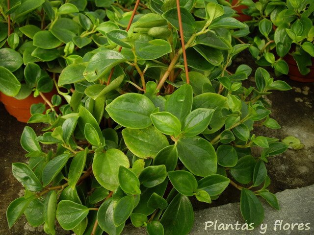 [Peperomia+glabella+.jpg]