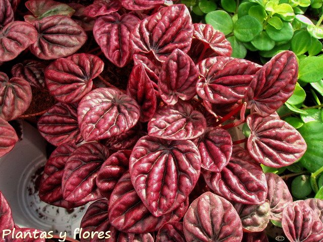 [Peperomia+Caperata+'Red'.jpg]