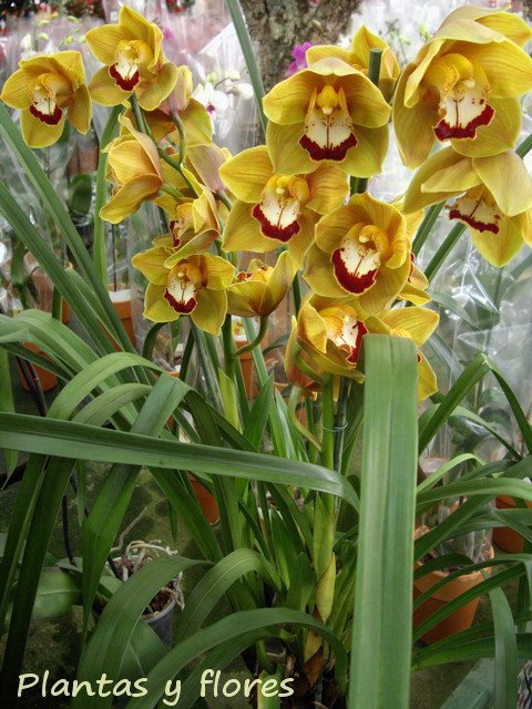 [Cymbidium.jpg]