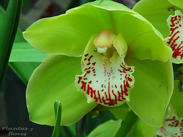 [Cymbidium+(2).jpg]