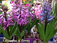 curso jardineria cursos de jardineria cursos jardineria