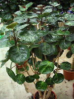 decoracion terrazas plantas jardineria macetas decoracion