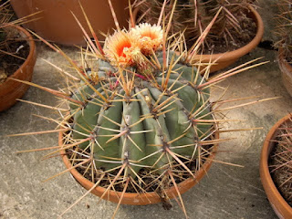 Ferocactus glaucescens