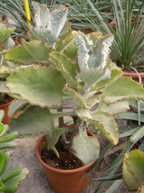 Kalanchoe Beharensis