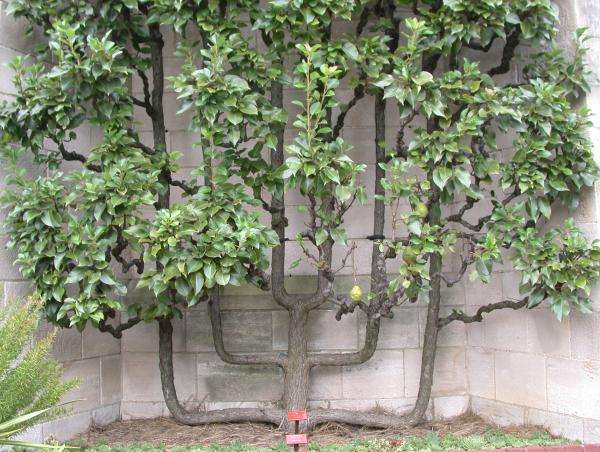 espalier fruit tree - Playing Doctor