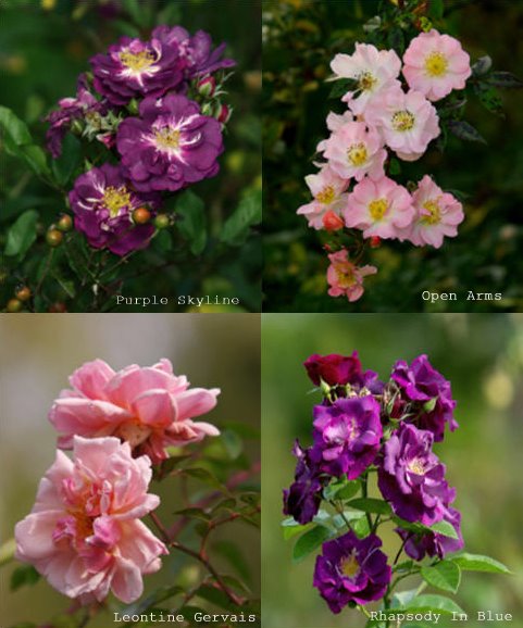 [roses+collage+-+1.jpg]