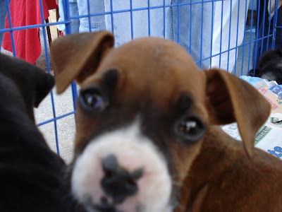 Mexican Puppy