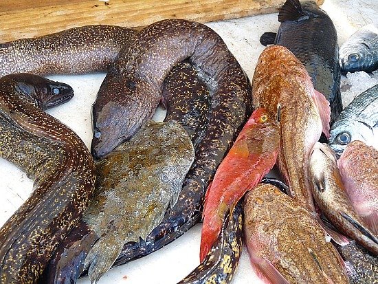 [fresh-fish.jpg]