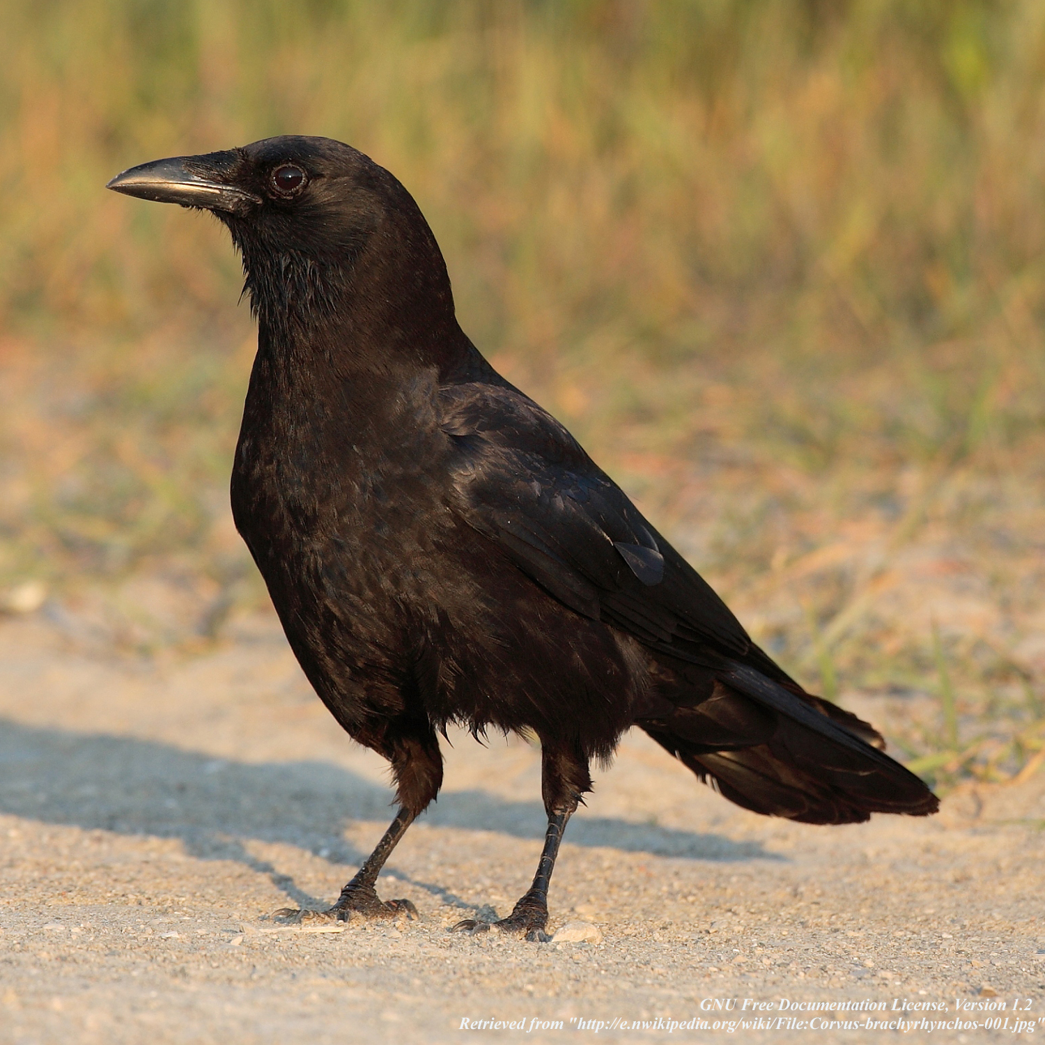 images crow