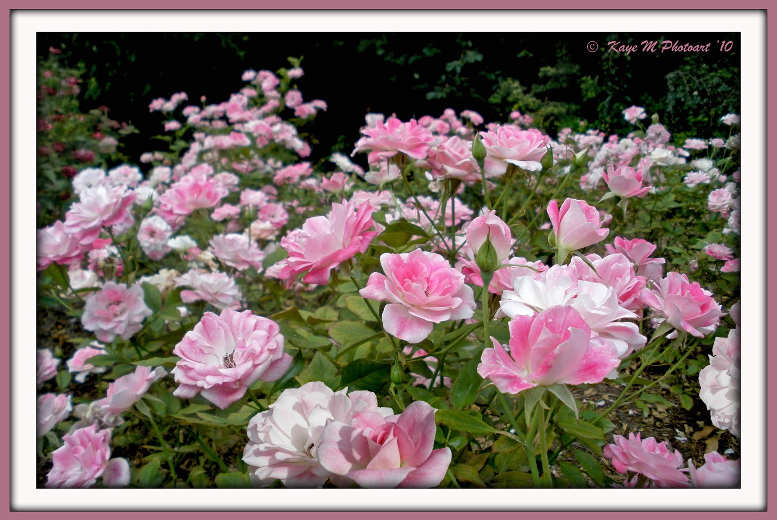 iceberg roses pink iceberg roses pink