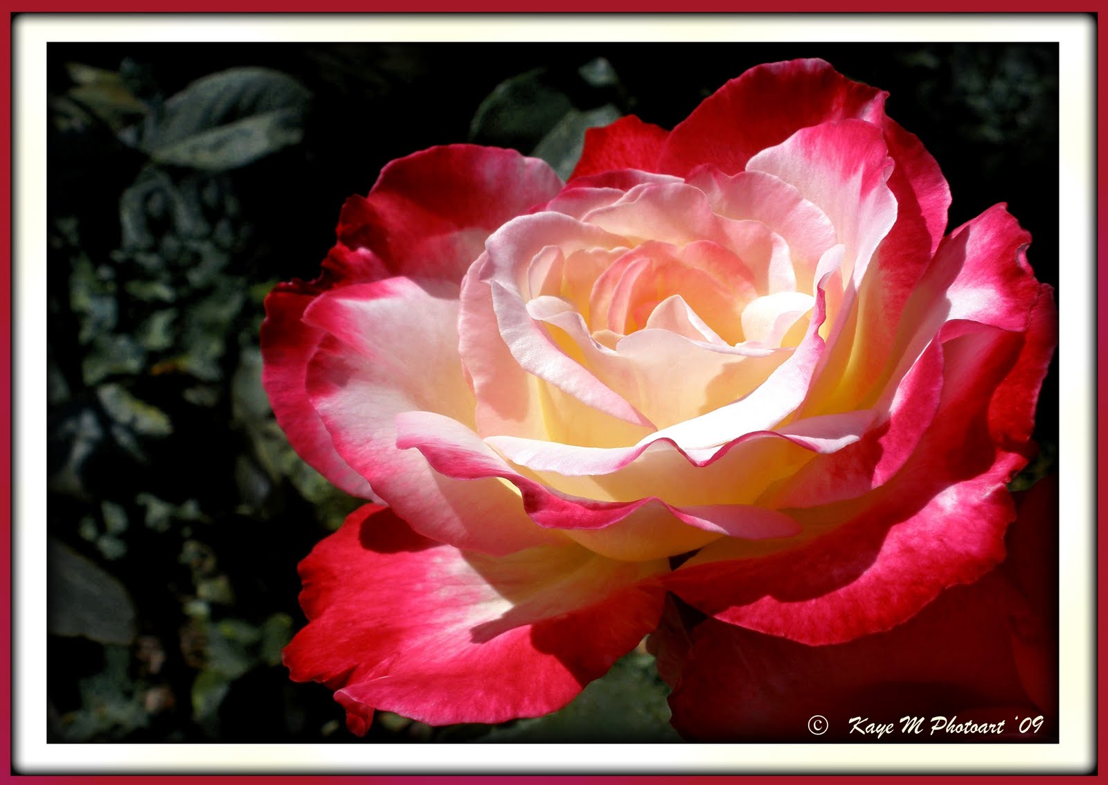 Rose Double Delight