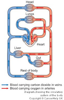 Human Cardiac and Respiratory Systems: EXPLAIN THE TRANSPORT OF OXYGEN