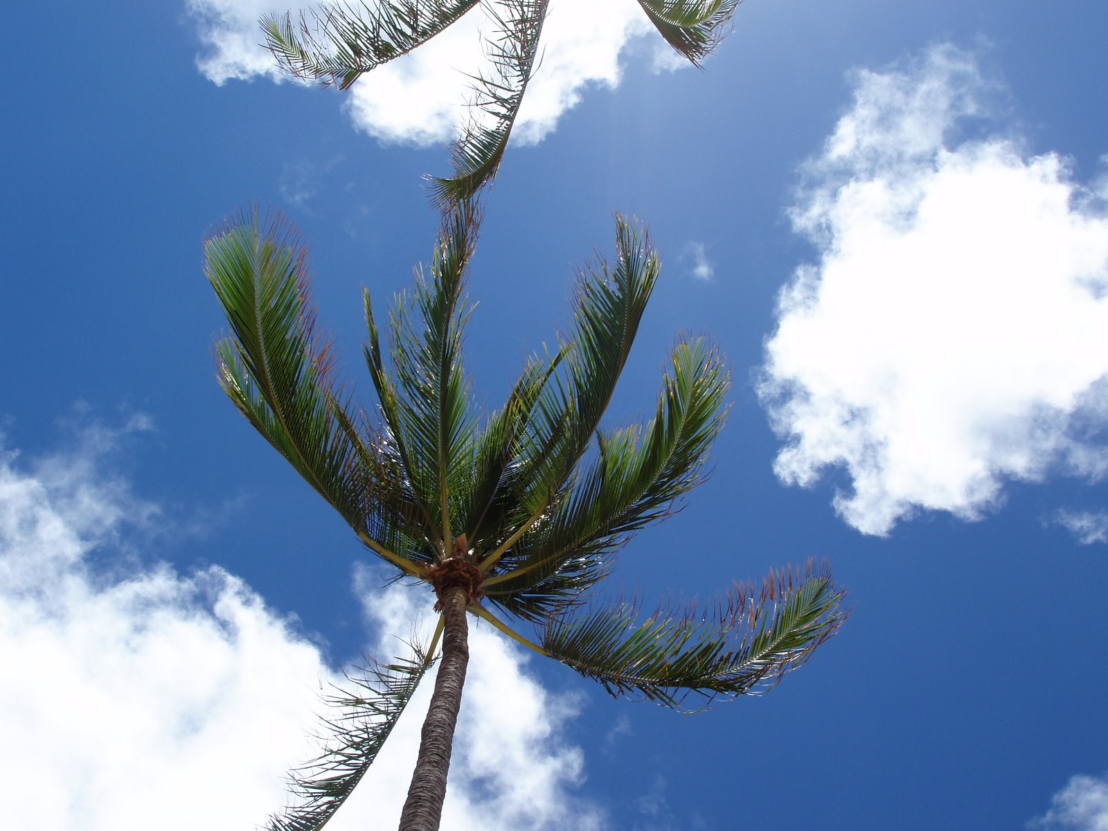 [Haunamo+palm+trees+2.JPG]