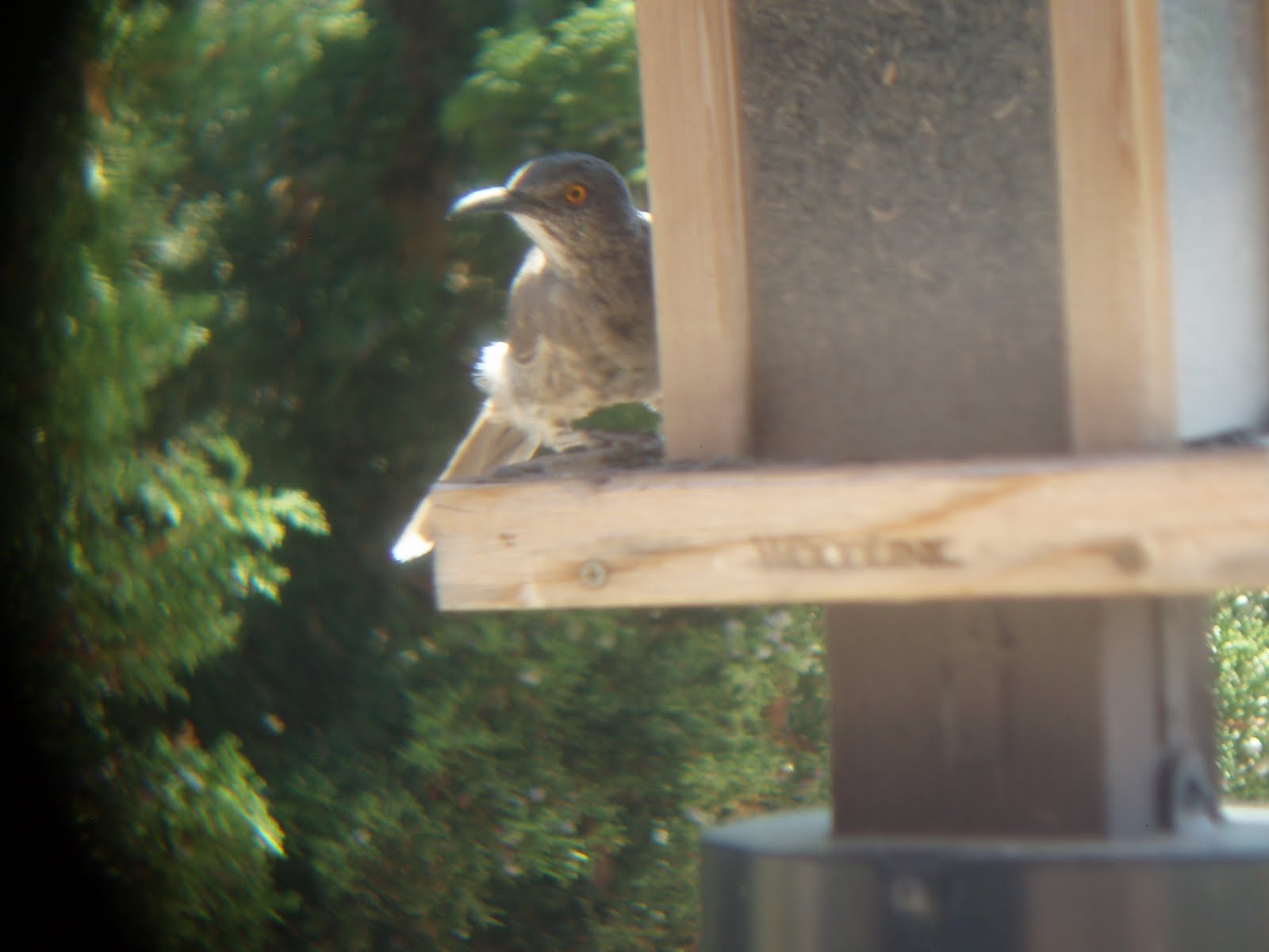 [Thrasher+Close-up.JPG]