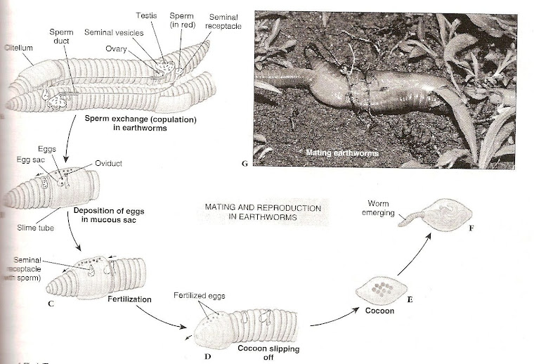 Earthworm life cycle