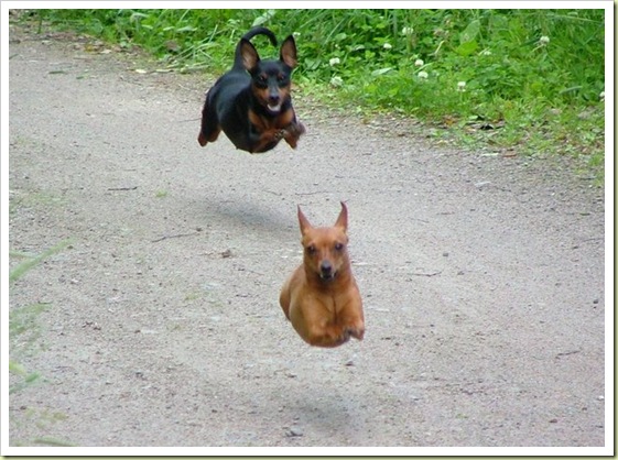 16-funny-animals-jumping-dongs.jpg