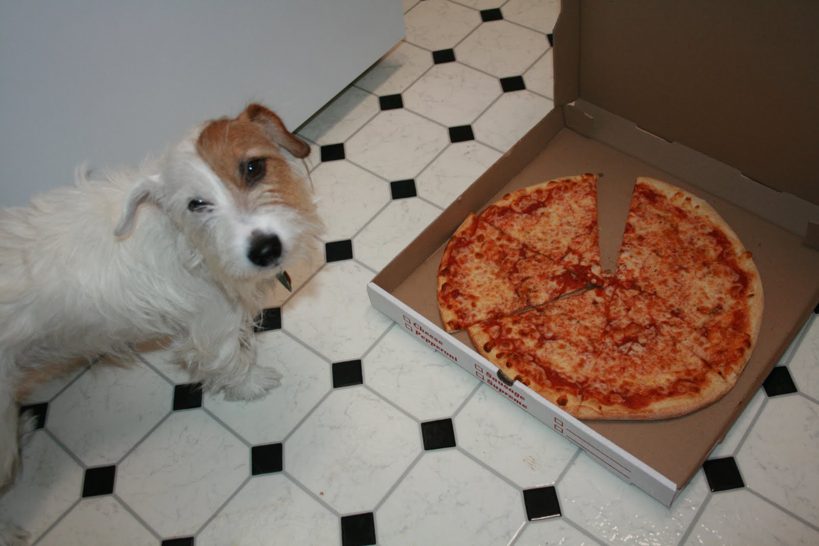 Omg Pizza