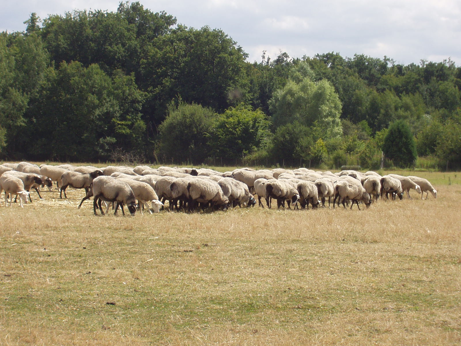 [ferme+Mercier+010.jpg]