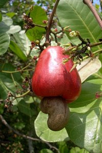 cashew_apple