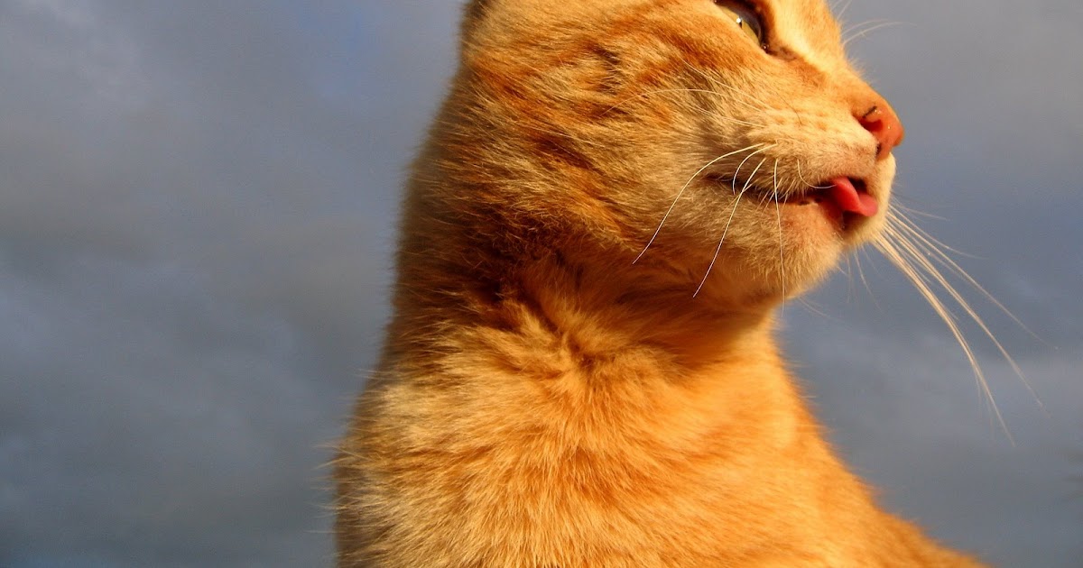 Kelly Lynn Daniels My orange tabby, Funny Cat