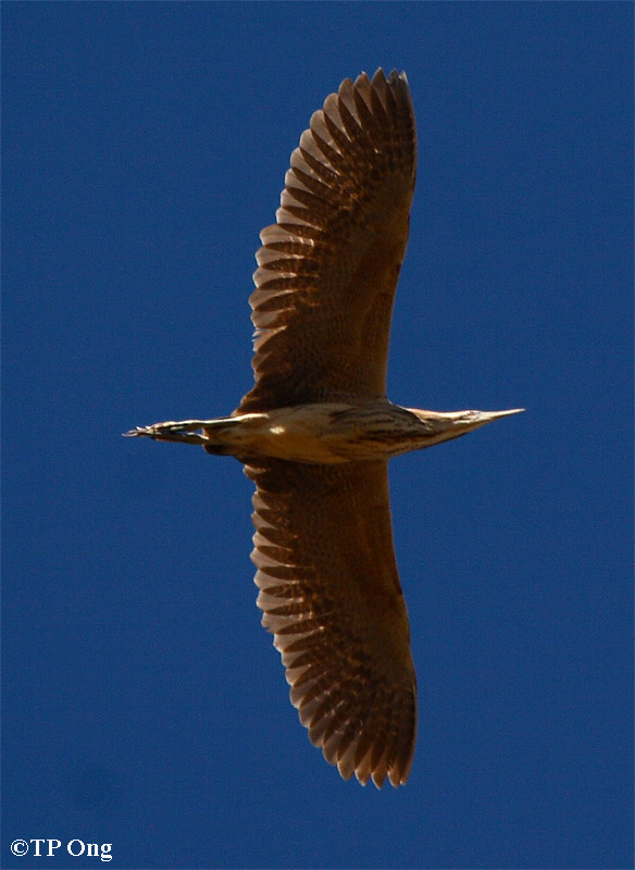 [Australasian+Bittern_7543a.JPG]