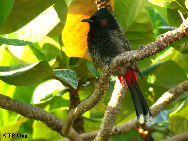 [Red-vented+Bulbul+-+DSCN0096.JPG]
