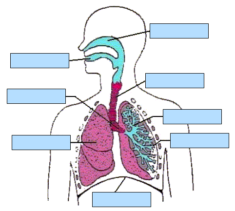 Digestive System Coloring Page Digestive System Coloring Page
