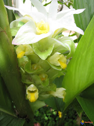 Curcuma longa