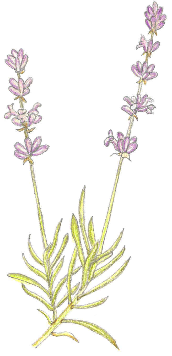 PLANTAS AROMÁTICAS, CONDIMENTARIAS Y MEDICINALES: LAVANDA (Lavandula