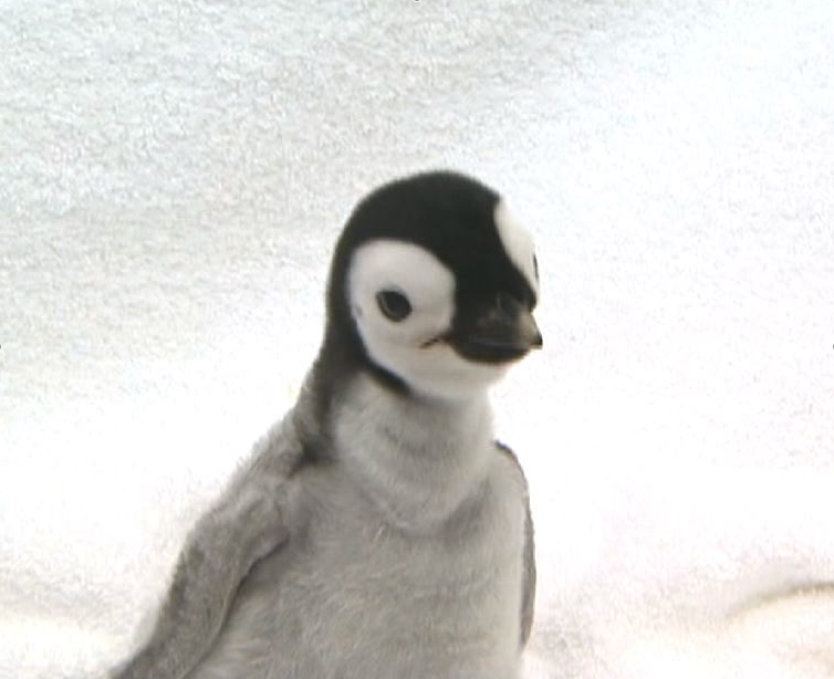The Search For Paul Penguin: Seaworld San Diego's Baby Penguin