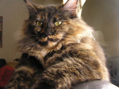 tortoise cat