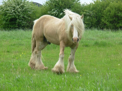 Rare Big size horse in grass wallpapers