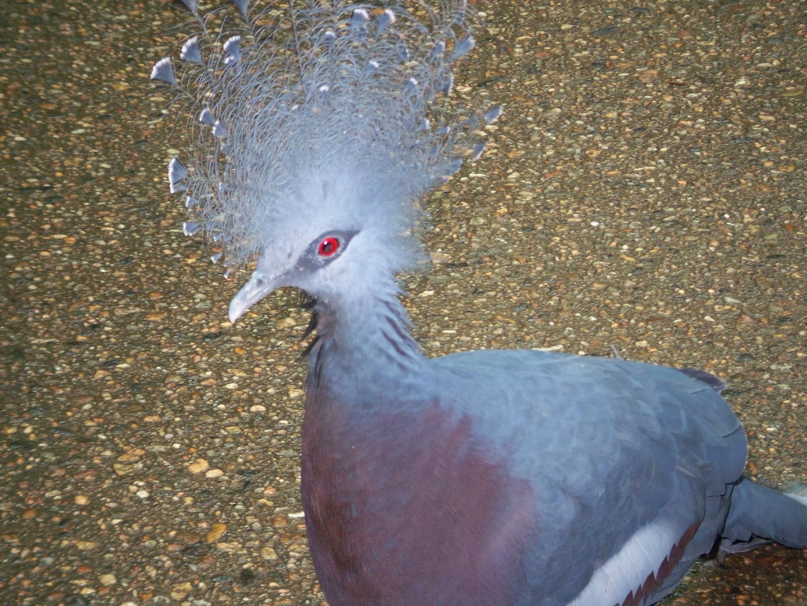 [blue+pigeon1.jpg]