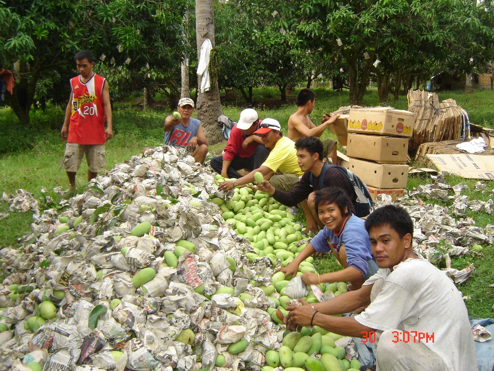 Agri talks and facts Tips on Mango Production
