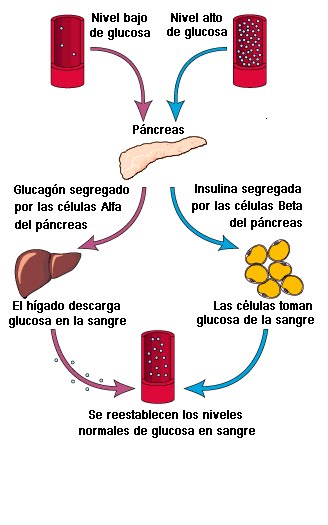 Enfermería y Diabetes: noviembre 2009 Enfermería y Diabetes: noviembre 2009
