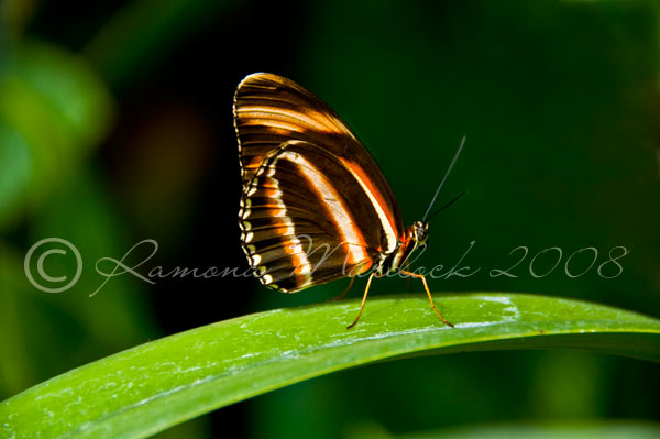 [butterfly-triangle-5342.jpg]