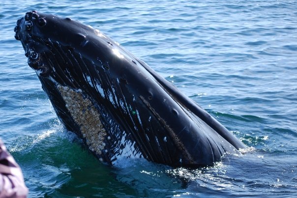 [9721_592865781009_94806911_36405849_2164909_n.jpg]