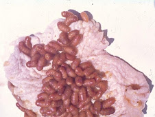 Gastritis parasitaria (gasterophilus)
