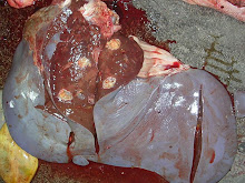 Hígado con granulomas (bovino)