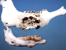 Actinomicosis (bovino)