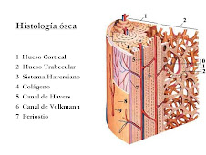 Histología ósea