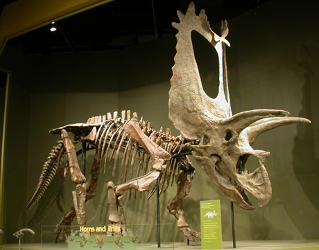Titanoceratops OMNH+10165