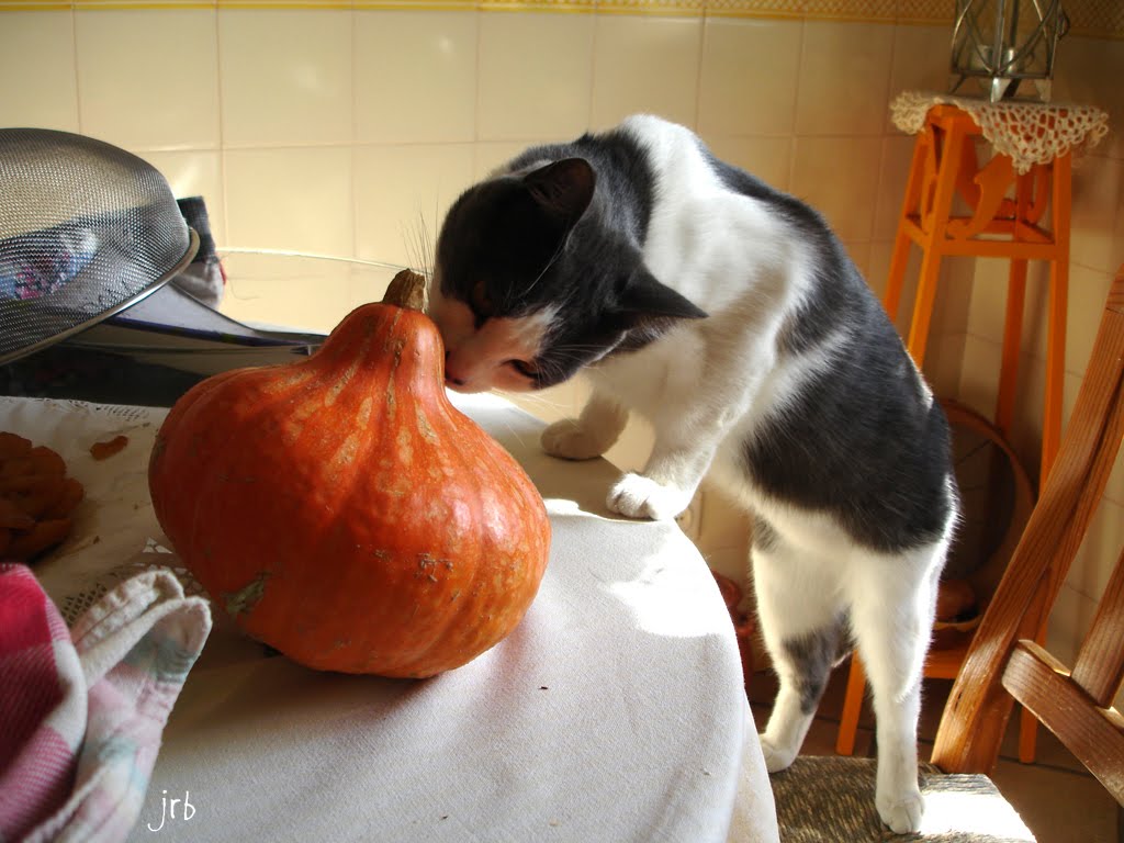 [DSC00002.JPG]
