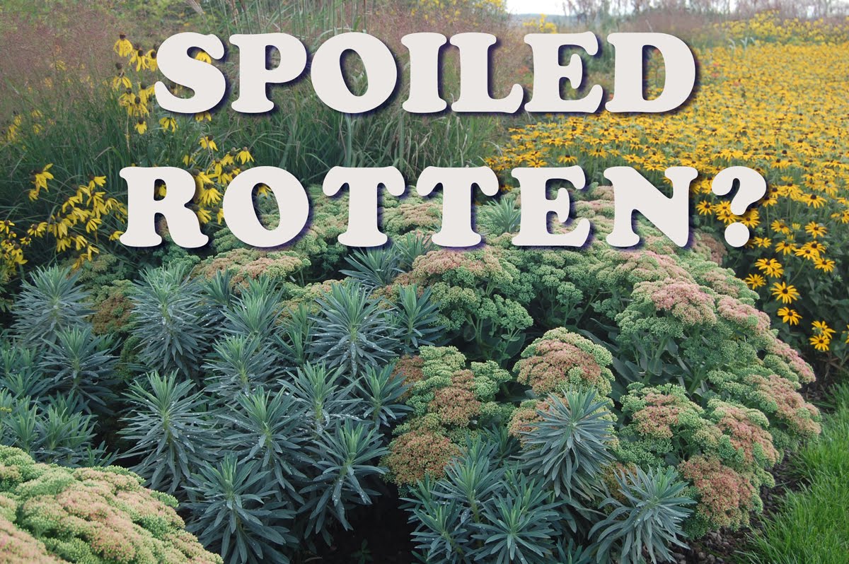 Grounded Design By Thomas Rainer Can You Spoil Plants