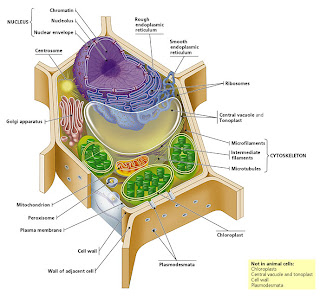 Medical Entrance Botany: Cell biology - Cell organelles